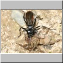 Anoplius infuscatus - Wegwespe 05c 12mm mit Trochosa cf terricola-Wolfspinne-Weibchen.jpg